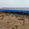 Keluhkan Bau Ternak Ayam, Warga Emplasemen Kualanamu Desak Kades Bertindak Tegas