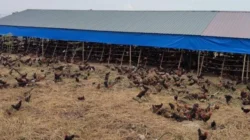 Keluhkan Bau Ternak Ayam, Warga Emplasemen Kualanamu Desak Kades Bertindak Tegas