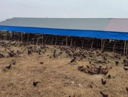 Keluhkan Bau Ternak Ayam, Warga Emplasemen Kualanamu Desak Kades Bertindak Tegas